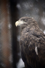animals in the wild - close up portrait of golden eagle