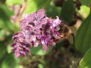 bee on a pink flower