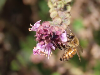 Honey bee on a flower