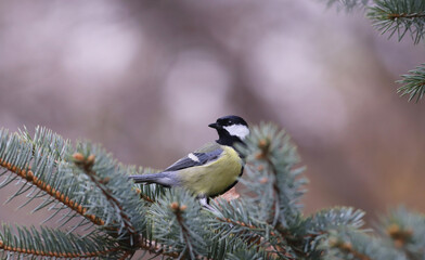 A titmouse looks around while sitting on a spruce branch ..