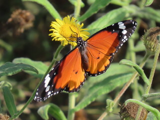 butterfly on flower