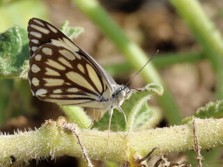 butterfly on a leaf