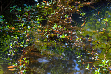 Close up of pong plants