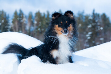 Stunning nice fluffy sable white and black tricolor shetland sheepdog, sheltie outdoors on a snow on a cold sunny winter. Small lassie, little collie dogs pets with sweet pretty face outside 