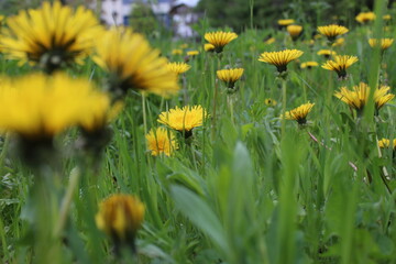 yellow dandelions in the grass