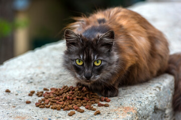 stray cats eat outdoors in summer,