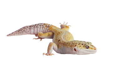 yellow eublefar lizard isolated on a white background