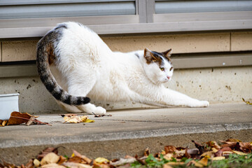 仕事が一段落したのでリラックスついでに伸びる新人猫