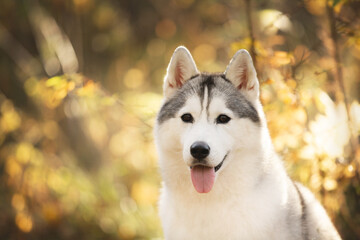 Portrait of gray and white siberian husky dog in the forest in autumn