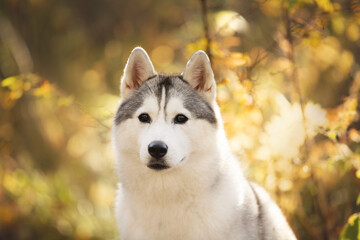 Portrait of gray and white siberian husky dog in the forest in autumn