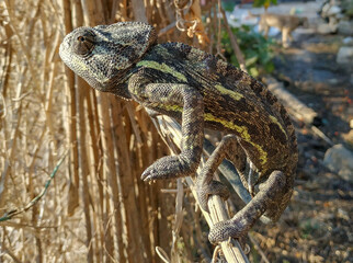 lizard on a tree