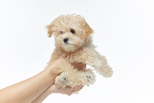 women's hands hold a young shaggy puppy. photo shoot in the studio on a white background