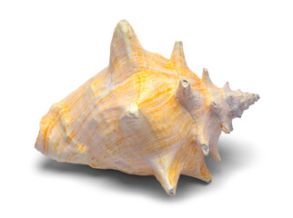Conch Shell Back