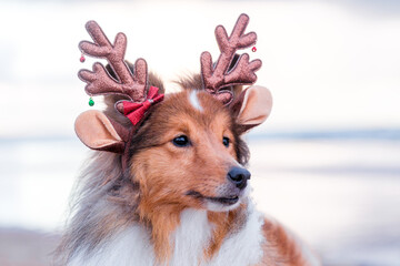 Sable  white shetland sheepdog winter portrait with funny deer horns. Sweet, fluffy little lassie,...