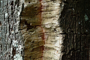 bark of a tree