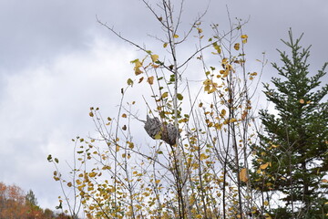 Double Paper Wasp Nest