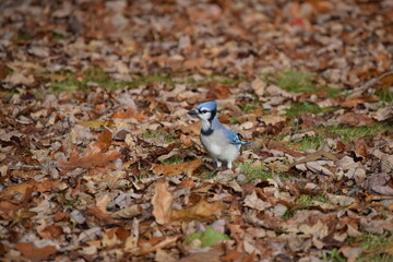 Blue Jay in Autumn