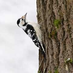 Lesser Spotted Woodpecker