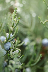 plant with dew drops