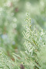 close up of a pine tree