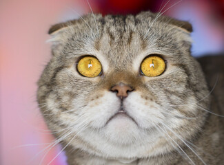 Portrait of a brindle cat. Tabby cat with big eyes.