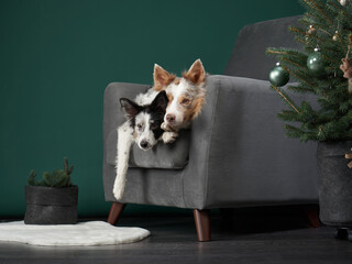two funny dogs in on the armchair at Christmas decorations. Festive border collie on green background