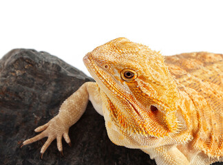yellow agama lizard isolated on a white background