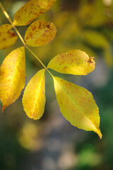 yellow autumn leaves