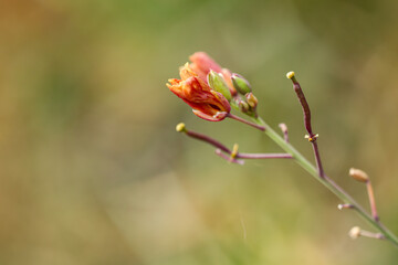 Fototapeta premium flower