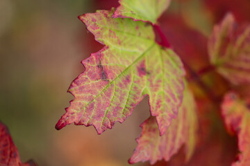red maple leaf