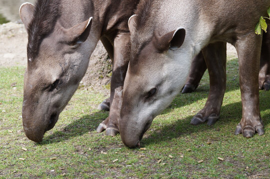 Tapire im Zoo Z&uuml;rich