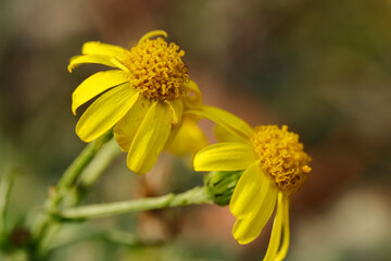 yellow flower