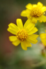 yellow flower