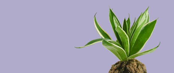 Art & Illustration Dracaena trifasciata or hahnii plant