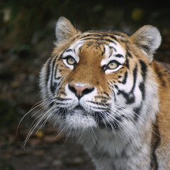 Fototapeta na wymiar Tiger schaut auf, Zoo Zürich