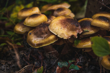 Armillaria millea grow in the autumn forest. Beautiful edible mushrooms on a sunny day among green foliage.