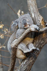 schlafender Koala im Zoo Zürich © Naturaliste