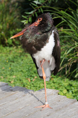 Schwarzer Storch glänzt im Zoo Zürich