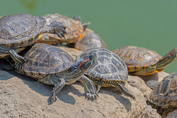 red-eared turtles basking in the sun