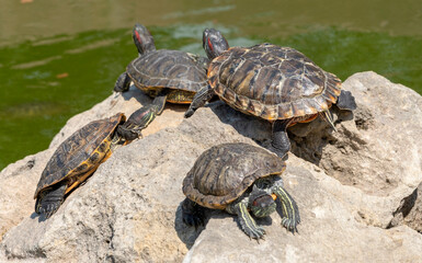 red-eared turtles basking in the sun