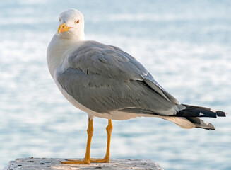 portrait of sea gull