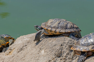 red-eared turtles basking in the sun