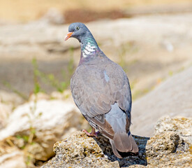 portrait of a beautiful pigeon