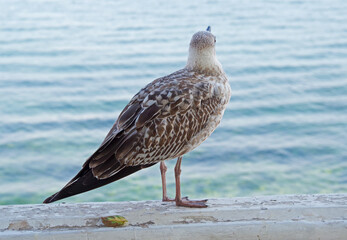 White and grey seagull