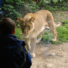 Löwin schaut Zoobesucher ganz genau an (Snack?), Zolli