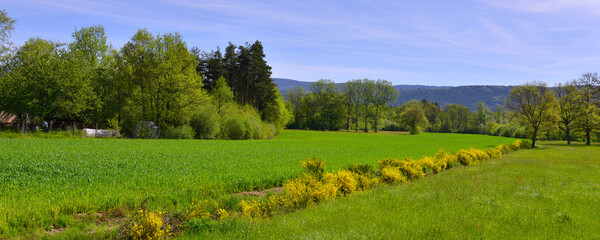 Fototapeta na wymiar Panoramique-traversee-de-genêts-dans le-paysage-ardechois, departement-de-l'Ardeche-en-région-Auvergne-Rhône-Alpes-France