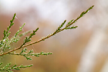 close up of branches