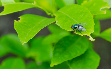 fly on leaf