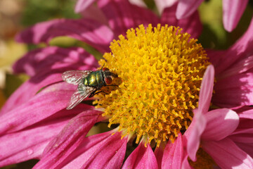 grüne Schmeissfliege auf Chrysanthemen-Blüte