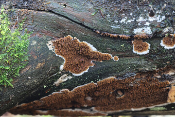 Serpula himantioides, a resupinate dry rot fungus, no common English name
